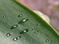 /album/plants/plant-12-jpg/